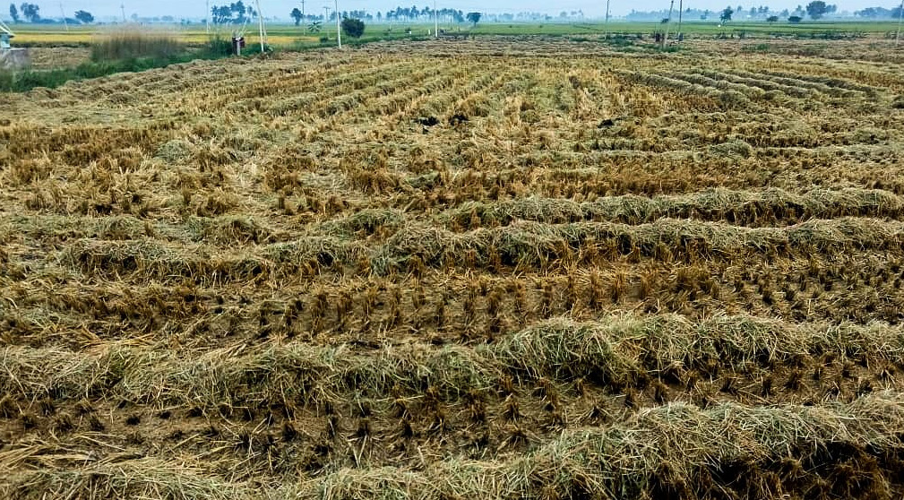 https://salarnews.in/public/uploads/images/newsimages/maannewsimage12022024_183904_A six-month dry spell looms due to water scarcity in Gangavathi.jpg